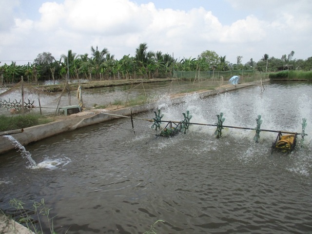 Việc chuẩn bị ao nuôi cá nước ngọt đóng vai trò rất quan trọng