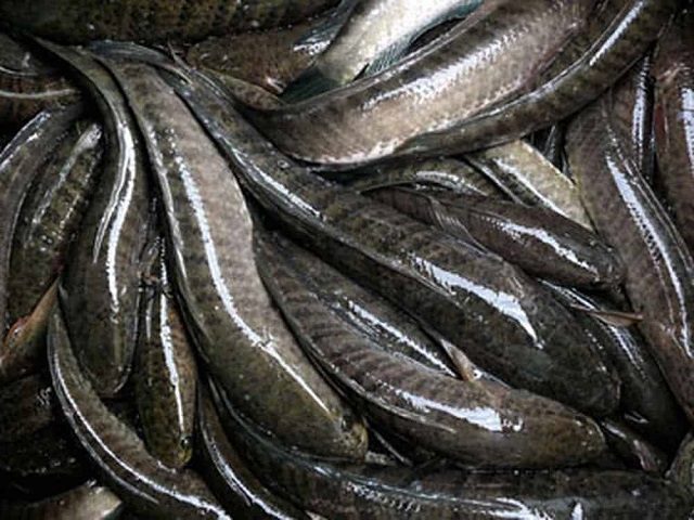 Giai đoạn đầu tiên bà con nên tập cho cá Quả quen với mùi thức ăn công nghiệp