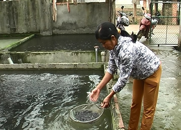 Thông Tin Kỹ Thuật Nuôi Cá Quả Miền Bắc Đầy Đủ Nhất