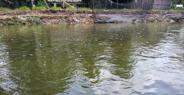 Bà con nông dân có thể ứng dụng nuôi cá quả trong ao