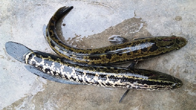 Hiện tại, cá Quả có thể nuôi dưới nhiều hình thức khác nhau nhưng nuôi trong ao vẫn được áp dụng nhiều nhất