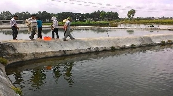 Ao nuôi cá rô đồng có kích thước tối ưu nhất là từ 500- 1000m2