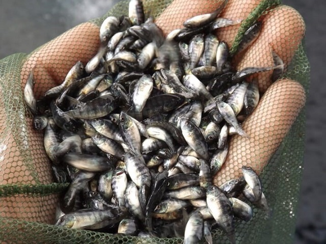 Kỹ Thuật Nuôi Cá Rô Phi Đơn Tính Cho Người Mới Nuôi