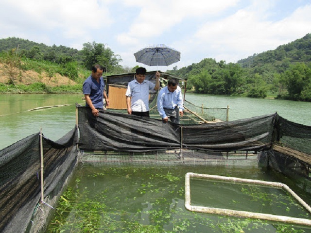 Việc quan sát và xử lý các vấn đề trong ao nuôi cá rô là điều không thể bỏ qua
