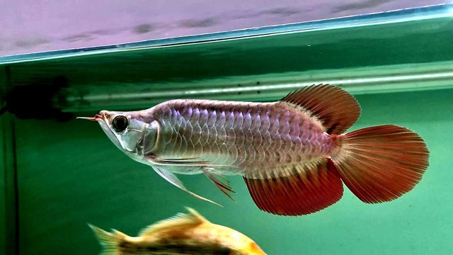 Kỹ Thuật Nuôi Cá Rồng Đơn Giản Nhất Để bạn Tham Khảo