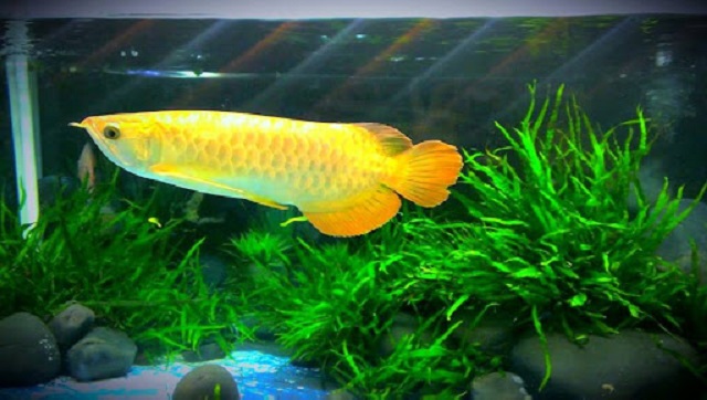 Cá rồng mang đặc điểm bên ngoài nổi bật với ý nghĩa may mắn