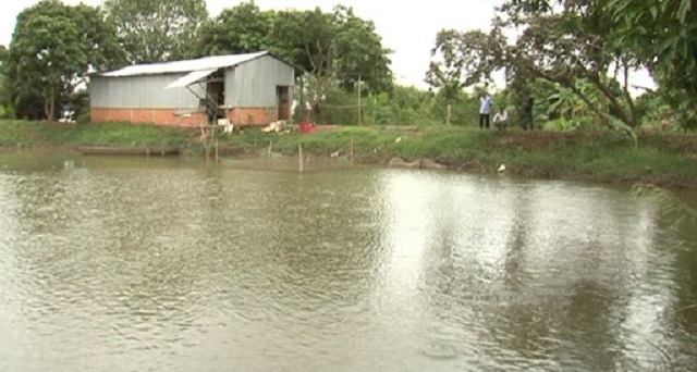 Diện tích ao nuôi cá sặc rằn còn dựa vào quy mô sản xuất của từng hộ gia đình