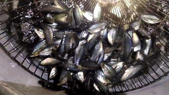 Kỹ Thuật Nuôi Cá Sặc Rằn Thu Về Lợi Nhuận Cao