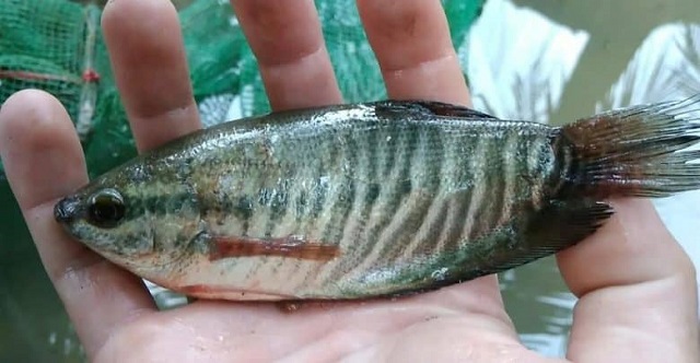 Cá sặc rằn sau khi sinh trưởng được 1 tháng cần tách bớt sang ao khác để giảm mật độ cá, tạo môi trường sống tốt nhất