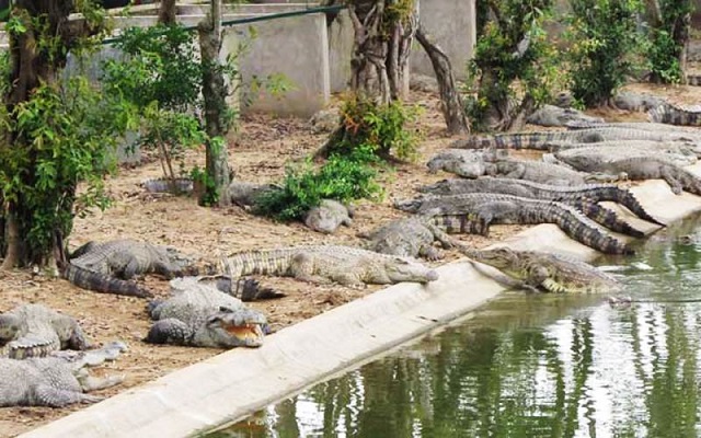 Chuồng nuôi cá sấu thương phẩm cần được xây dựng kiên cố và chắc chắn