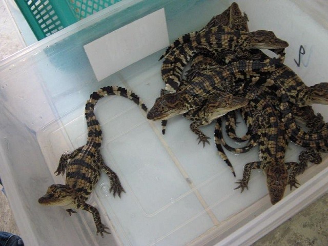 Kỹ Thuật Nuôi Cá Sấu Chi Tiết Đảm Bảo An Toàn