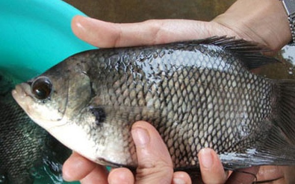 Bà con có thể chọn những con cá tai tượng lớn đều nhau để tiếp tục nuôi thành cá thương phẩm