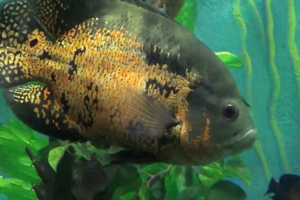 Trong ao, hồ nuôi cá tai tượng nên có thêm tổ để cá đẻ trứng