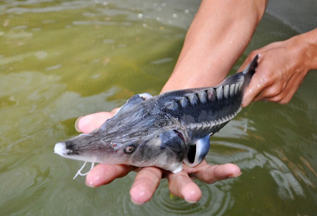 Nuôi cá Tầm mang lại hiệu quả kinh tế cao, được nhiều bà con nông dân triển khai