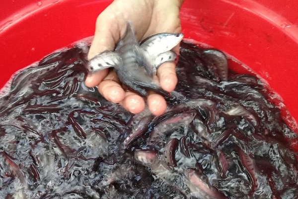 Kỹ Thuật Nuôi Cá Thác Lác Trong Lồng Cho Sản Lượng Cao