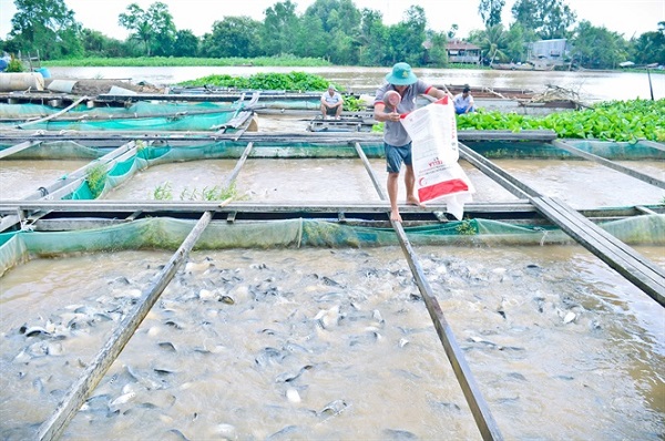 Cá thác lác dễ mắc phải một căn bệnh về da do vi khuẩn, nấm, ký sinh trùng