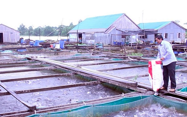 Việc chuẩn bị ao nuôi cá thác lác đóng vai trò rất quan trọng