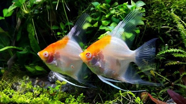 Kỹ Thuật Nuôi Cá Thần Tiên Giúp Cá Sinh Trưởng Tốt