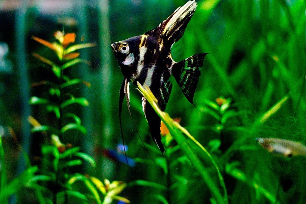 Bạn có thể nuôi cá thần tiên chung với những loại cá khác