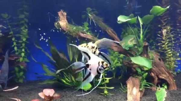 Bể nuôi cá thần tiên có kích thước tối ưu nhất là khi chứa được dung tích khoảng 115 lít nước