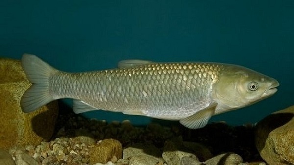 Kỹ Thuật Nuôi Cá Trắm Cỏ Thu Về Lợi Nhuận Cao