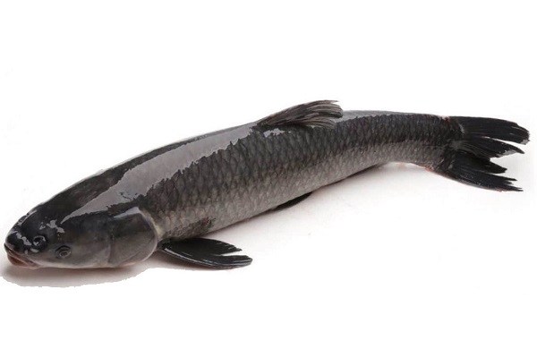 Với cá giống bạn nên chọn những con khỏe mạnh, bơi lội tốt