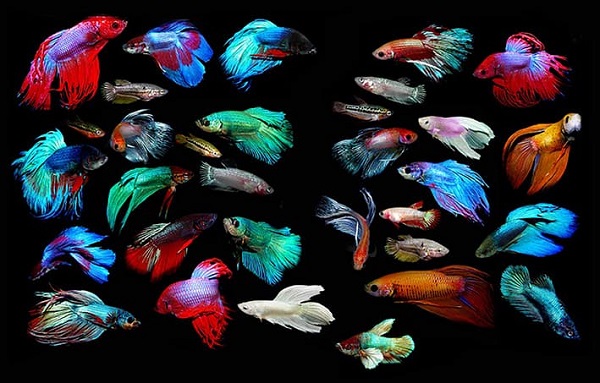 Việc chọn mua giống cá xiêm rất quan trọng vì chúng có nhiều loại khác nhau