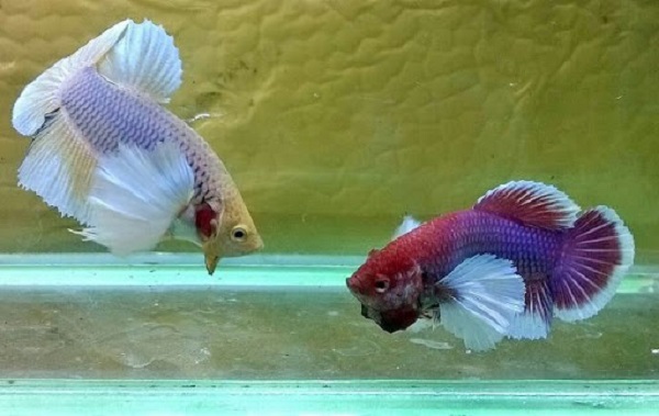 Cá xiêm khi trưởng thành nuôi chung với nhau dễ xảy ra đấu đá
