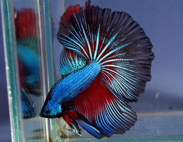 Cá xiêm hiện tại là loại cá kiểng đang rất được ưa chuộng