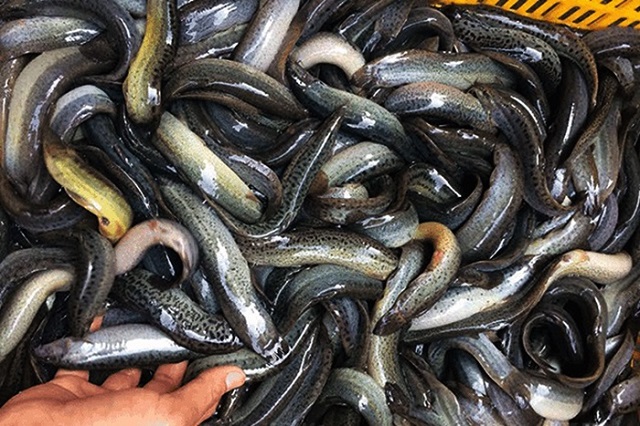 Đâu Mới Là Kỹ Thuật Nuôi Chạch Đồng Đúng Tiêu Chuẩn?