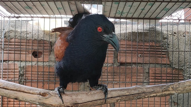 Cùng Tham Khảo Kỹ Thuật  Nuôi Chim Bìm Bịp Chuẩn Nhất