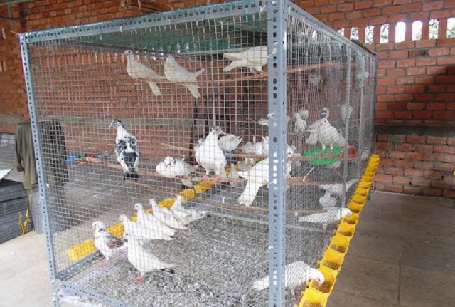 Thông thường chim bồ câu sẽ đẻ trứng vào khoảng 3 - 5 giờ chiều mỗi ngày