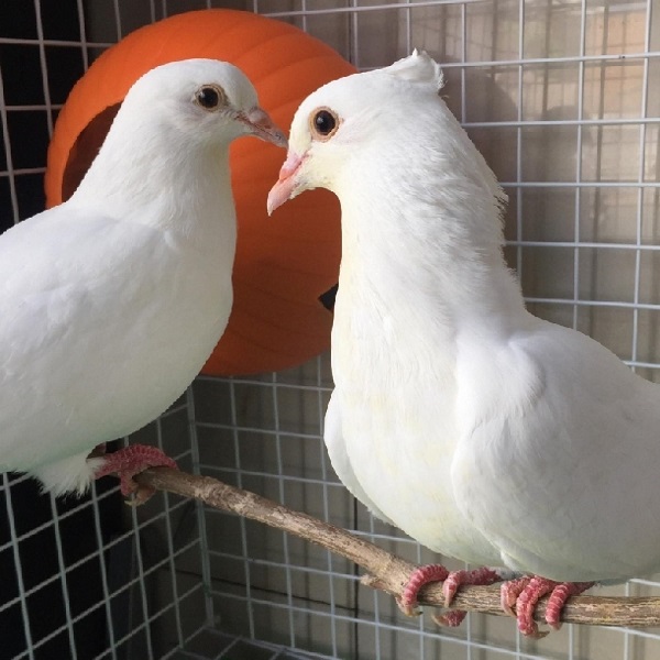 Chia Sẻ Kỹ Thuật Nuôi Chim Bồ Câu Pháp Đơn Giản Nhất