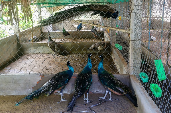 Kỹ Thuật Nuôi Chim Công Mang Lại Hiệu Quả Cao