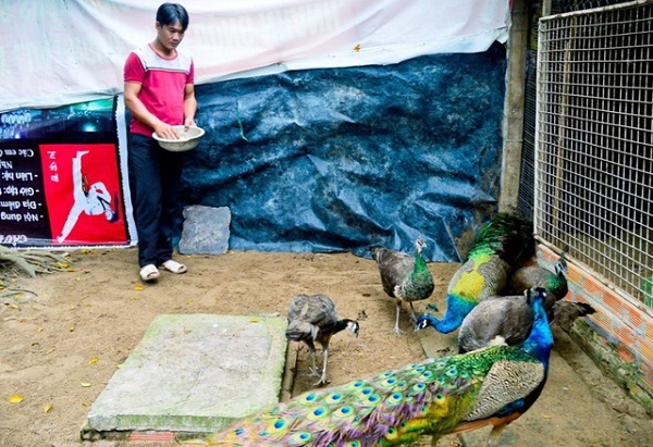 Cho chim công ăn thêm rau xanh, cám giúp chim sinh trưởng, phát triển tốt hơn