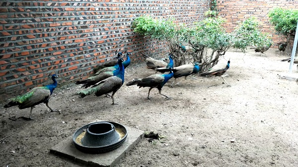 Nuôi chim công, việc làm chuồng là điều không thể bỏ qua