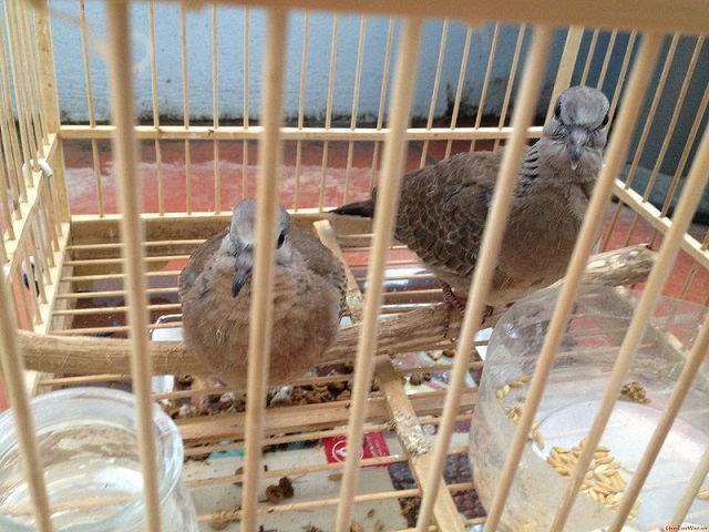 Thú Vị Với Kỹ Thuật Nuôi Chim Cu Gáy Từ Người Có Kinh Nghiệm