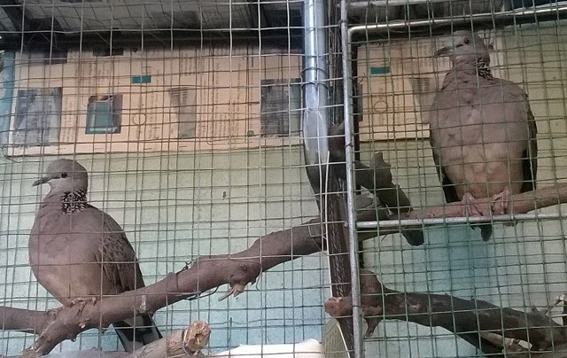 Chim cu gáy rất dễ bị bệnh tiêu chảy đi phân xanh