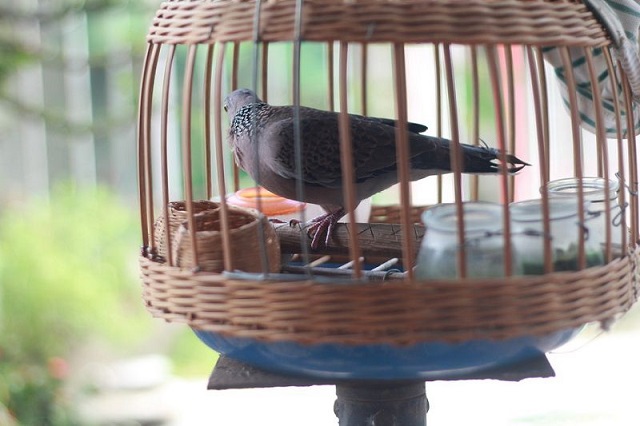 Bạn cần chọn giống chim cu gáy chuẩn để mang đến tiếng gáy tốt nhất