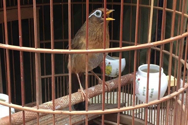 Chia Sẻ Kỹ Thuật Nuôi Chim Họa Mi Hót Từ Các Chuyên Gia