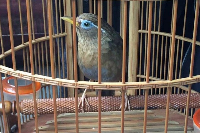 Chọn giống chim Họa Mi tốt sẽ mang đến tiếng hót hay hơn, chim sinh trưởng mạnh mẽ