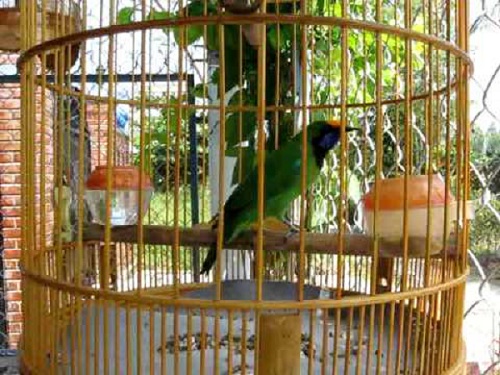 Lồng nuôi chim Thanh Tước không cần có kích thước quá lớn