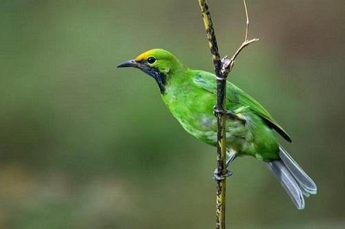 Chim Thanh Tước thường sẽ uống nước mật để sinh sống