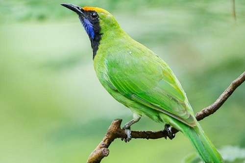 Tổng Hợp Kỹ Thuật Nuôi Chim Thanh Tước Khỏe Mạnh