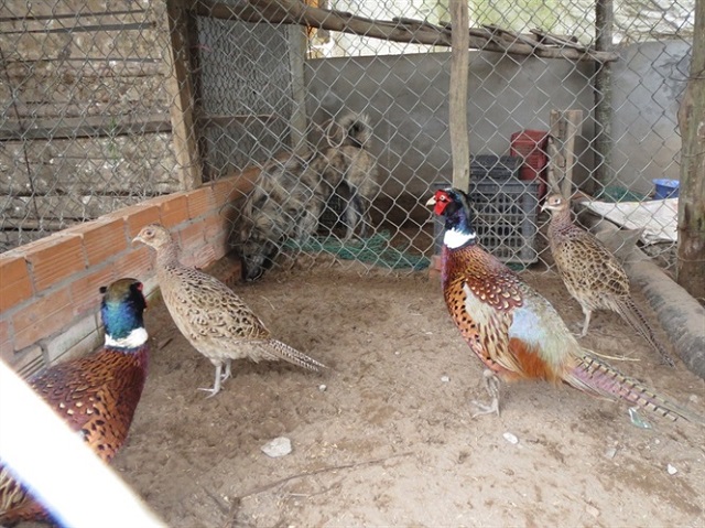 Kỹ Thuật Nuôi Chim Trĩ Đỏ Đảm Bảo Mang Lại Năng Suất Cao