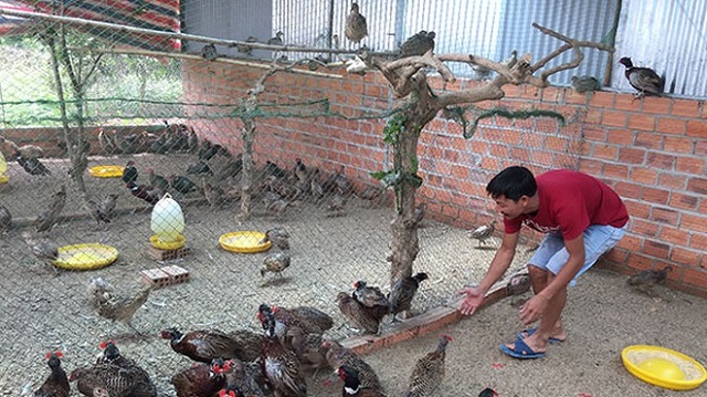 Việc vê sinh chuồng trại sạch sẽ giúp phòng bệnh cho chim trĩ cách hiệu quả