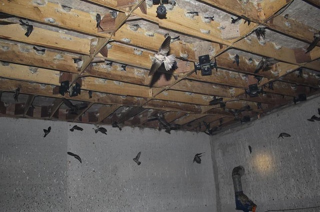 Nuôi chim yến đòi hỏi tính kiên trì và kỹ lưỡng