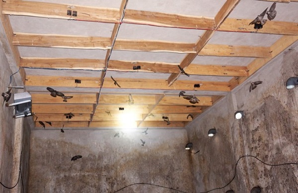 Lượng ánh sáng trong nhà nuôi yến cần được điều chỉnh phù hợp