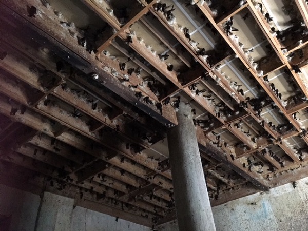 Kỹ Thuật Nuôi Yến Trong Nhà Từ Các Chuyên Gia