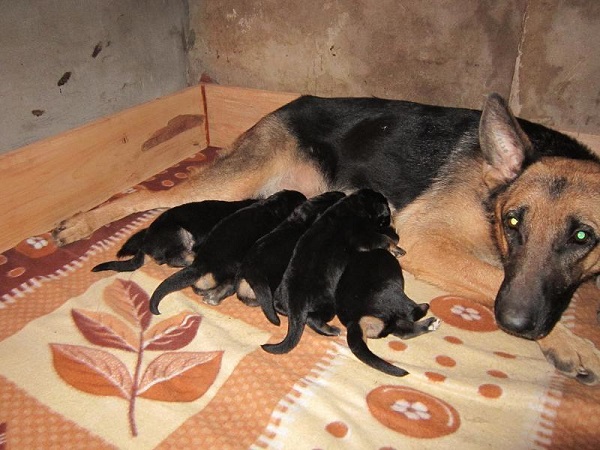 Tìm Hiểu Đôi Nét Về Kỹ Thuật Nuôi Chó Becgie Sinh Sản